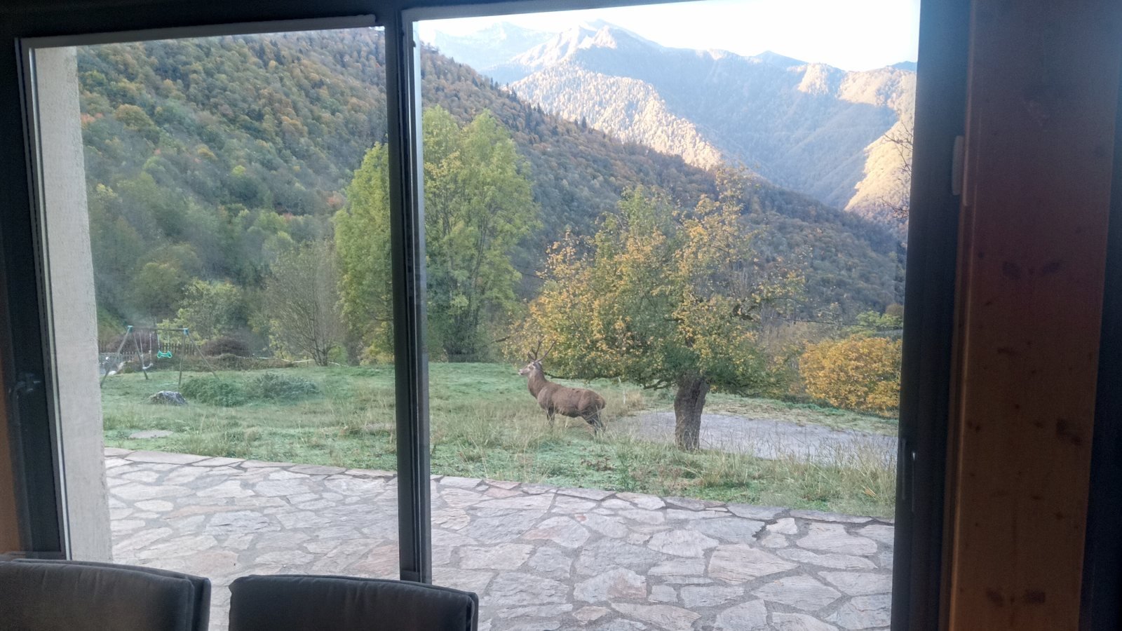 Un cerf dans le jardin du gîte, vu à travers la baie vitrée, un matin d'automne